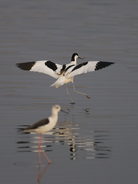 Avosetti, Pied Avocet, Recurvirostra avosetta
